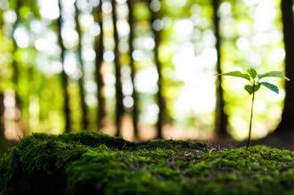 5 Ways To Do Your Part For the Environment 1