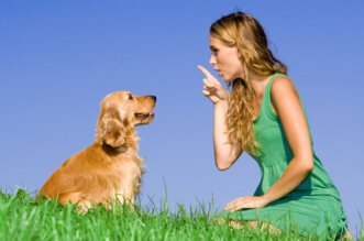 Top Tips for First Time Dog Owners 7