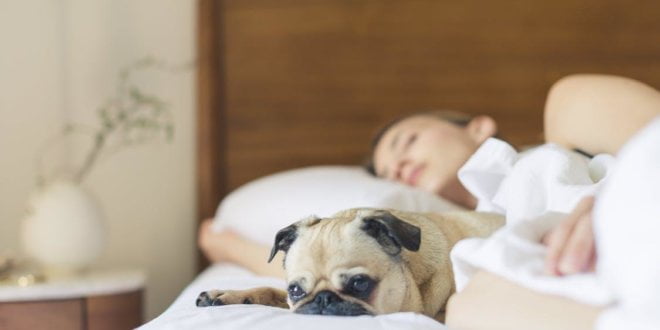 Kostenloses Stock Foto zu bett, drinnen, entspannung