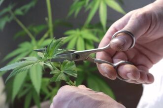 THE METAMORPHOSIS OF CANNABIS: FROM SEEDS TO HARVESTING 39